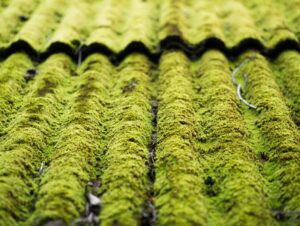 Moss on Roof 